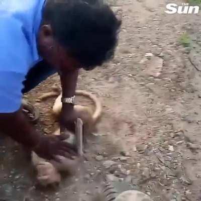 Taxi driver brings a monkey back to life with CPR.