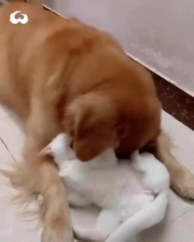 to get rid of the cat