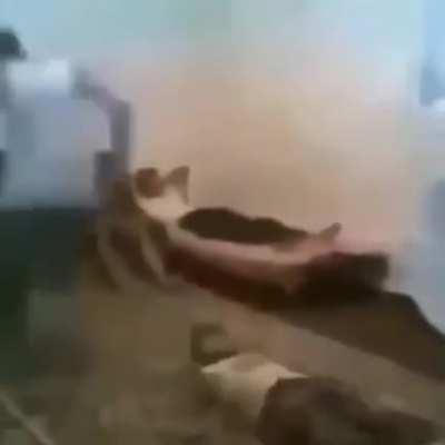 No rules. Arabian Dance