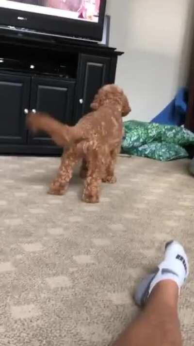 3D Doggo barks at 2D Doggo