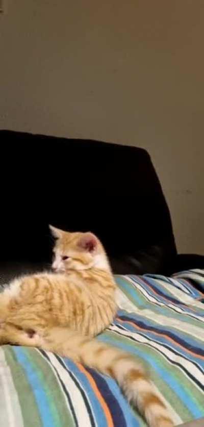 Pet the belly, they said. So here goes.