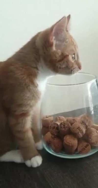 Dimmy trying to look for the braincell