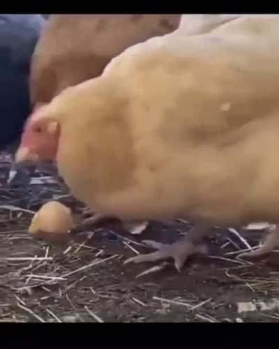 WTF DID I JUST WATCH