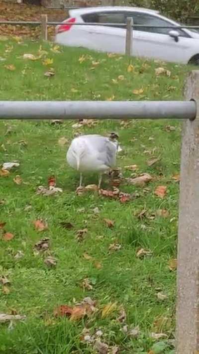 Seafaring model clearly tapping a message in Morse code