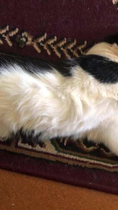 Terry is the longest and most relaxed boye