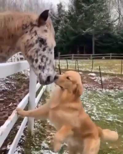 Dogs and horses are the best of friends!