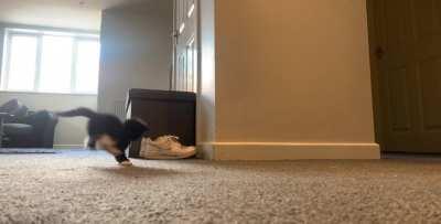 Very smol and very startled