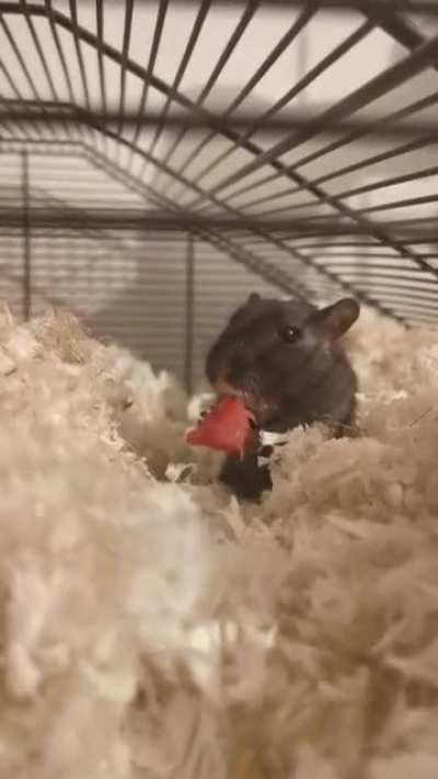 Everyone meet Luna, she likes watermelon