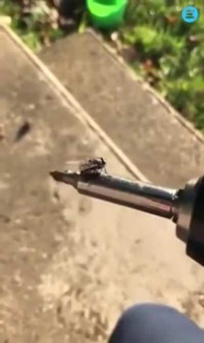 This flies kung-fu grip is off the charts.