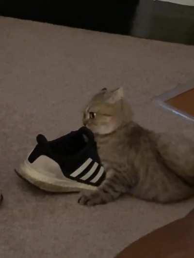 The house goblin eating my shoe