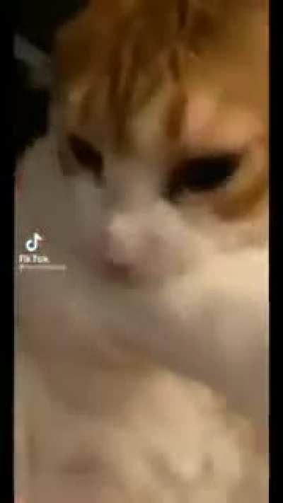 El gato titan de ataque :0