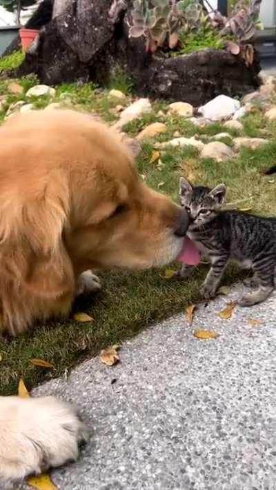 Good boy makes a new friend