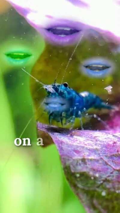 I sang it, my shrimp performed it... but I can’t explain it 🤷🏻‍♀️