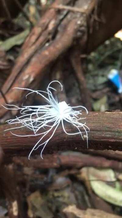 Beautiful white fluffy insect in Laos: what is it?