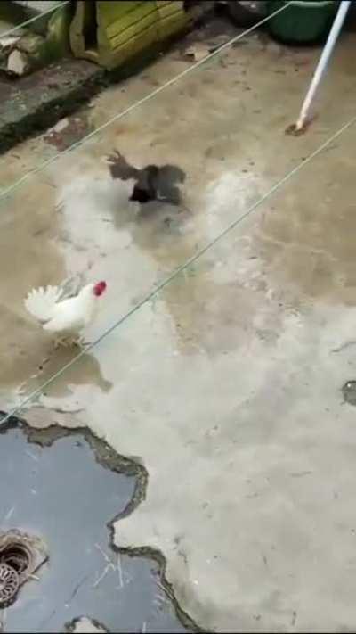 Rooster kills a rat with a precise blow to the throat