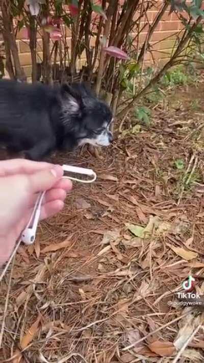 An Overly Friendly Dog