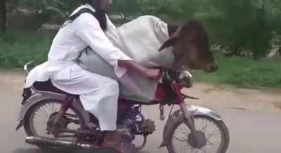A Pakistani man transporting a (sizeable) calf