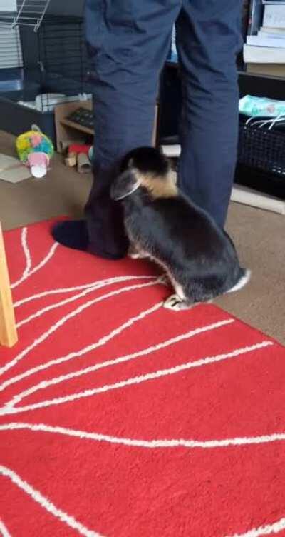 Dora loves a treat 🐇🥰