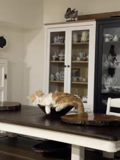 My cat fell asleep 🤣🤣🤣