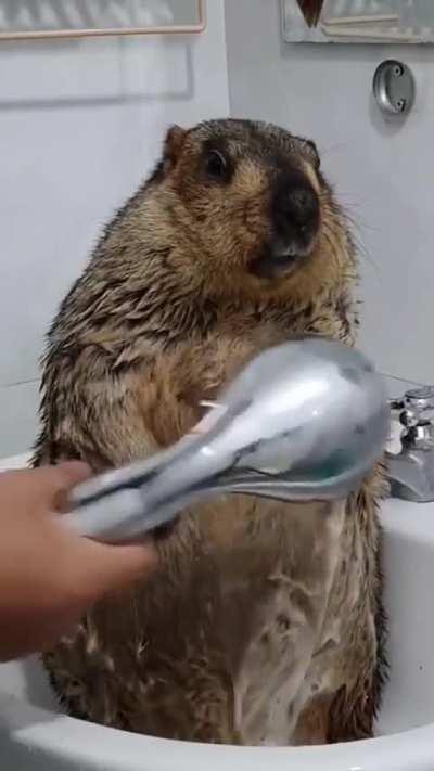 Idk what it is but its my spirit animal