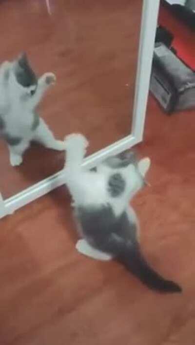 Cat.