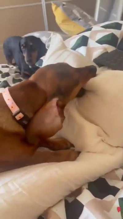 Making biscuits!😂😂😂