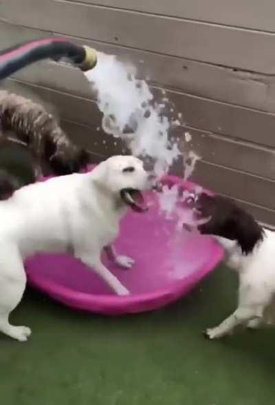 The two types of dogs