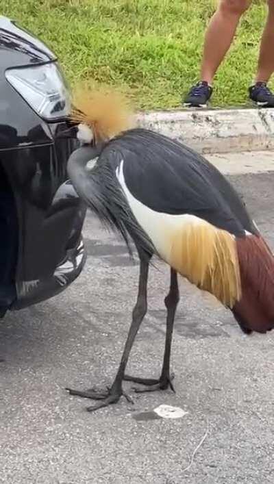 African Grey Crowned Crane seen pecking at Audi at Seletar