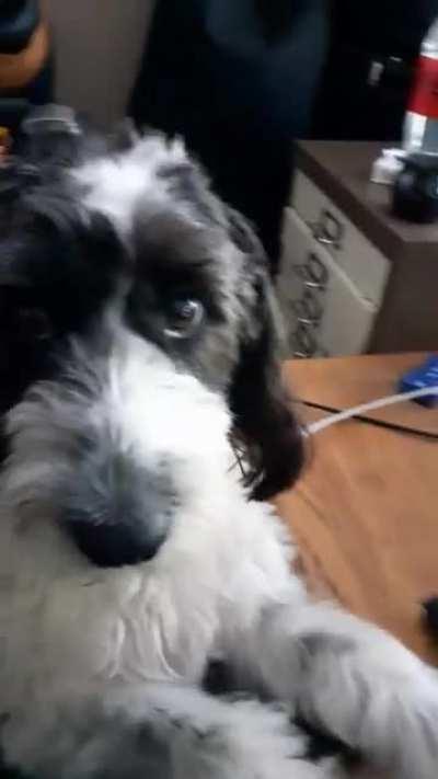 That's enough gaming mum, pet me.