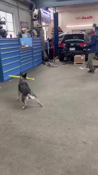 This dog absolutely crushed that ball⚾