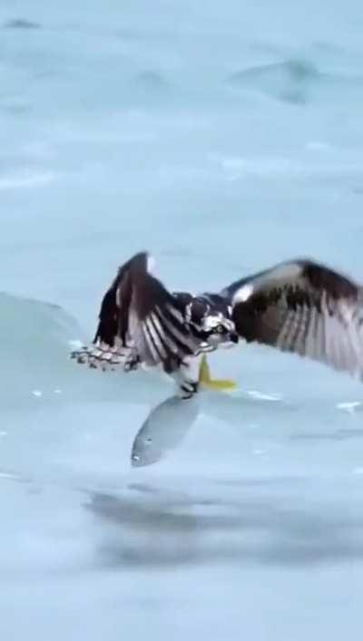 🔥 Osprey nabs a fish so heavy he can barely get airborne.
