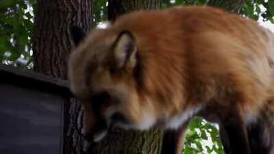 The color of a red fox coat is something else