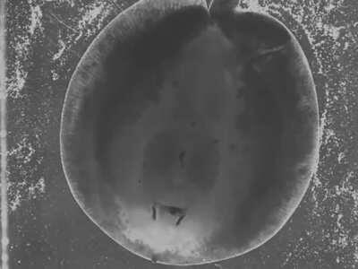 Stingrays Chew Their Food Like Humans and it Looks Really Strange