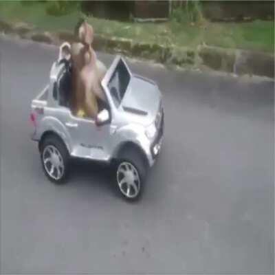 Monkey cooler than hooman