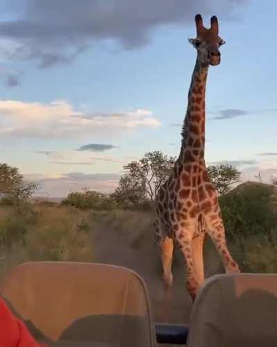 Getting chased down by a giraffe on the savannah