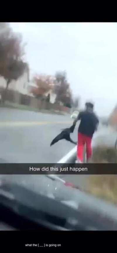 A mouse flies into a car through the sunroof.