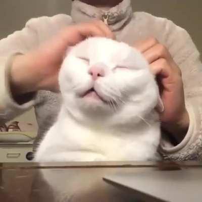 Oh yeah hooman don't stop now