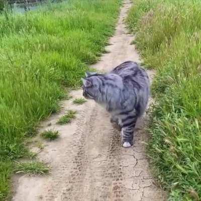 A highly advanced catculation