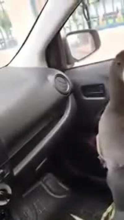 WCGW if you get an unknown bird in your car