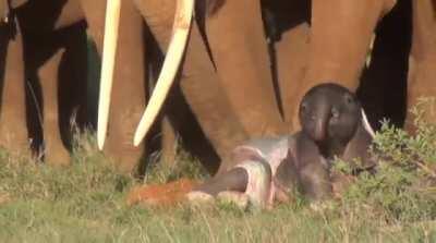 🔥 Elephant herd inspects newborn baby