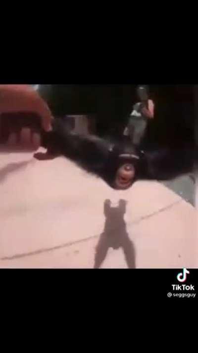 Monkes around the world