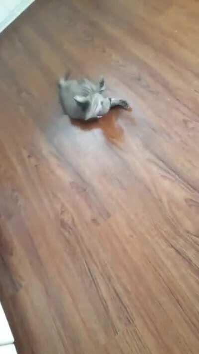 First time with a collar... About as I expected... The Derp is Strong...