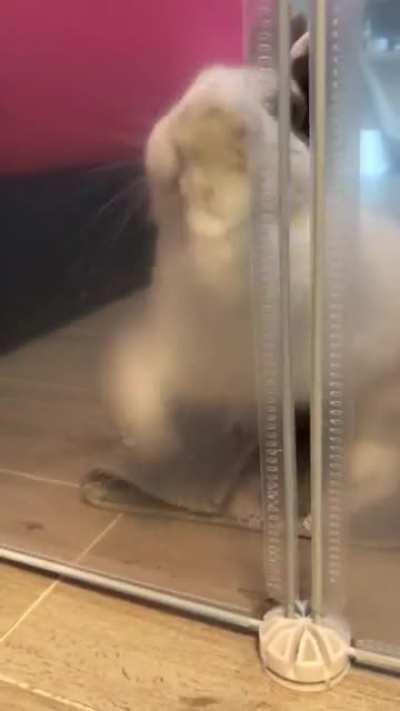 Let me in! Let me innnnnnnn!!!!!