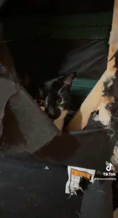 My cats have decided to build a fort. Inside of my couch.