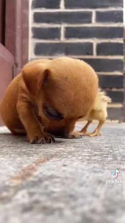 Cute puppy and chicken nugget