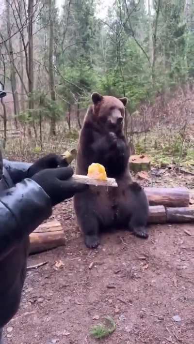 Honey for the bear