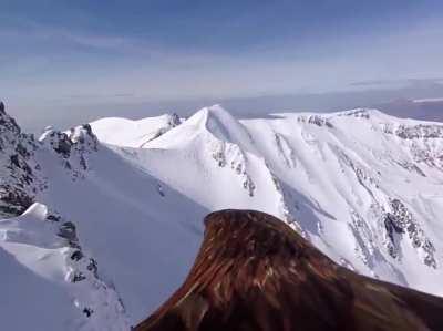 I honestly believe there is nothing more incredible than just strapping a camera to an Eagle's back and letting it fly.