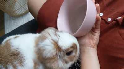 HUMAN how dare you leave no grapes for me?!?!