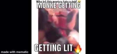 dis monky getting lit wtf🤣🤣🤣🤣🔥🔥🔥
