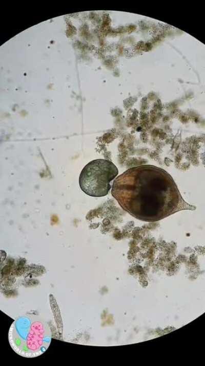 PIQUE ATACA A IBAI LLANOS